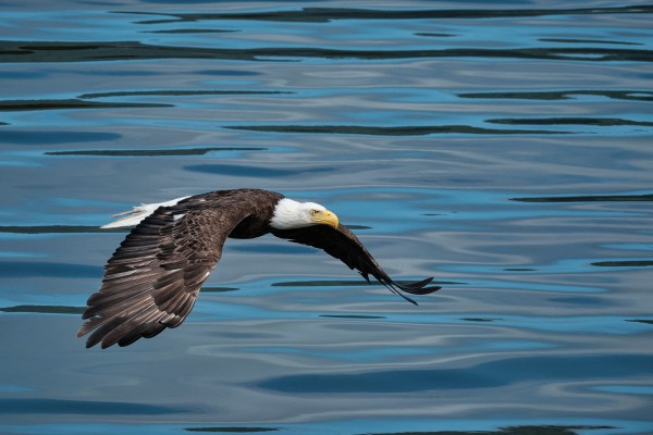 gliding by Andrew Wasik